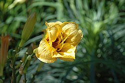 Ballyhoo Daylily (Hemerocallis 'Ballyhoo') at Lakeshore Garden Centres