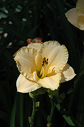 Pilgrim's Primrose Daylily (Hemerocallis 'Pilgrim's Primrose') at Lakeshore Garden Centres