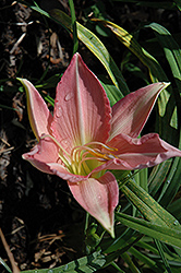 Mae Graham Daylily (Hemerocallis 'Mae Graham') at Lakeshore Garden Centres