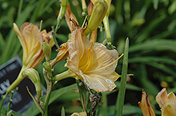 Little Celena Daylily (Hemerocallis 'Little Celena') at Lakeshore Garden Centres