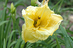 Shaman Daylily (Hemerocallis 'Shaman') at Lakeshore Garden Centres