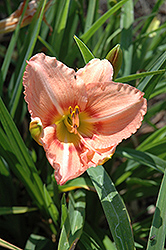 Highland Mystic Daylily (Hemerocallis 'Highland Mystic') at Lakeshore Garden Centres