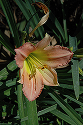 Tree Of Life Daylily (Hemerocallis 'Tree Of Life') at Lakeshore Garden Centres