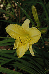 Bumpy Daylily (Hemerocallis 'Bumpy') at Lakeshore Garden Centres