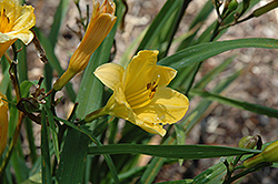 Daily Dollar Daylily (Hemerocallis 'Daily Dollar') at Lakeshore Garden Centres