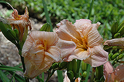 Genevieve Barry Daylily (Hemerocallis 'Genevieve Barry') at Lakeshore Garden Centres