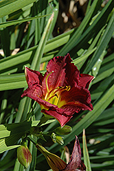 Gypsy Cranberry Daylily (Hemerocallis 'Gypsy Cranberry') at Lakeshore Garden Centres