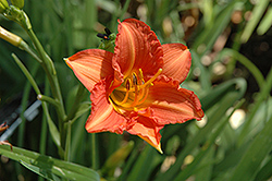 Mambo Maid Daylily (Hemerocallis 'Mambo Maid') at Lakeshore Garden Centres
