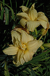 Double Sprite Daylily (Hemerocallis 'Double Sprite') at Lakeshore Garden Centres