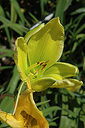 Green Pinwheel Daylily (Hemerocallis 'Green Pinwheel') at Lakeshore Garden Centres