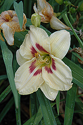 Femme Fatale Daylily (Hemerocallis 'Femme Fatale') at Lakeshore Garden Centres
