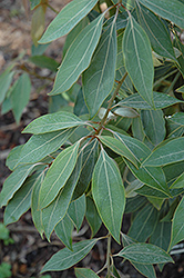 Buddhism Tree (Neolitsea sericea) at Lakeshore Garden Centres