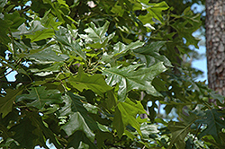 Cherrybark Oak (Quercus pagoda) at Lakeshore Garden Centres
