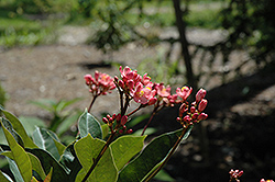Pink Peregrina (Jatropha integerrima 'Pink') at Lakeshore Garden Centres