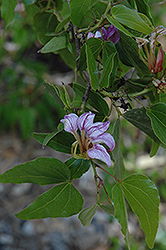 Bartlett's Bauhinia (Bauhinia bartlettii) at Lakeshore Garden Centres