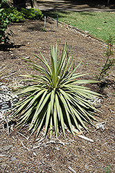 Margaritaville Yucca (Yucca recurvifolia 'Hinvargas') at Lakeshore Garden Centres