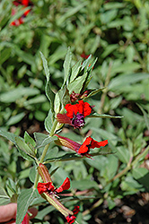 Tiny Mice Cuphea (Cuphea llavea 'Tiny Mice') at Lakeshore Garden Centres