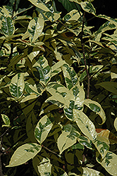 Glacier Gardenia (Gardenia jasminoides 'Glacier') at Lakeshore Garden Centres