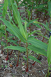 Narrow Leaf Ginger (Hedychium coccineum 'var. angustifolium') at Lakeshore Garden Centres