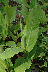 Pincushion Ginger (Hedychium thyrsiforme) at Lakeshore Garden Centres