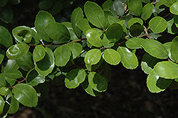 First Lady Yaupon Holly (Ilex vomitoria 'First Lady') at Lakeshore Garden Centres