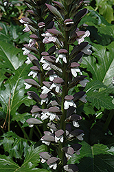 Summer Beauty Bear's Breeches (Acanthus mollis 'Summer Beauty') at Lakeshore Garden Centres