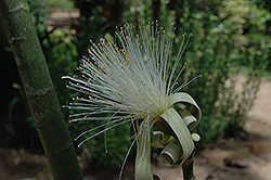 Shaving Brush Tree (Pseudobombax ellipticum) at Lakeshore Garden Centres