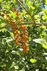 Golden Dewdrop (Duranta erecta) at Lakeshore Garden Centres