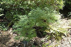 Green Mist Japanese Maple (Acer palmatum 'Green Mist') at Lakeshore Garden Centres