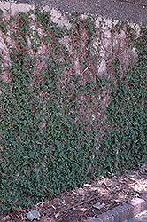 Creeping Fig (Ficus pumila) at Lakeshore Garden Centres