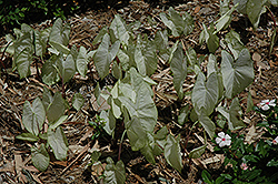 Moonlight Caladium (Caladium 'Moonlight') at Lakeshore Garden Centres