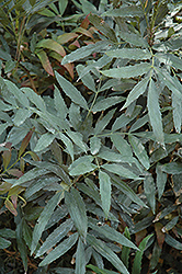 Fortune's Mahonia (Mahonia fortunei) at Lakeshore Garden Centres