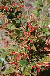 Parvilimba Camellia (Camellia parvilimba) at Lakeshore Garden Centres