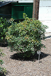 LeAnn Cleyera (Ternstroemia gymnanthera 'Contherann') at Lakeshore Garden Centres