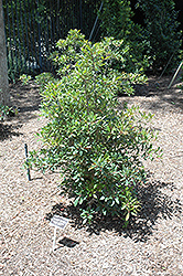 Bronze Beauty Cleyera (Ternstroemia gymnanthera 'Conthery') at Lakeshore Garden Centres