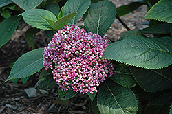 Evergreen Hydrangea (Dichroa versicolor) at Lakeshore Garden Centres