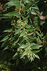 Leprechaun Florida Leucothoe (Leucothoe populifolia 'Taylor's Treasure') at Lakeshore Garden Centres
