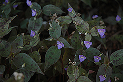 Spotted Wandering Jew (Tinantia pringlei) at Lakeshore Garden Centres