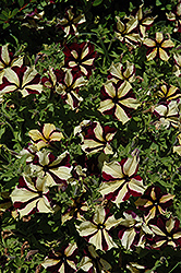 Queen Bee Petunia (Petunia 'Queen Bee') at Lakeshore Garden Centres