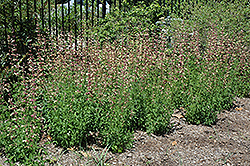 Summer Glow Hyssop (Agastache 'Summer Glow') at Lakeshore Garden Centres