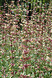Summer Glow Hyssop (Agastache 'Summer Glow') at Lakeshore Garden Centres