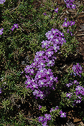 Veralena Fancy Lavender Verbena (Verbena 'Veralena Fancy Lavender') at Lakeshore Garden Centres