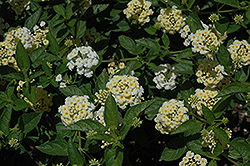 Denholm White Lantana (Lantana camara 'Denholm White') at Lakeshore Garden Centres