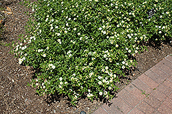 Denholm White Lantana (Lantana camara 'Denholm White') at Lakeshore Garden Centres
