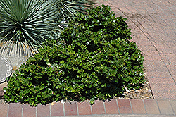 Tuttle's Natal Plum (Carissa macrocarpa 'Tuttle') at Lakeshore Garden Centres