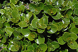 Tuttle's Natal Plum (Carissa macrocarpa 'Tuttle') at Lakeshore Garden Centres