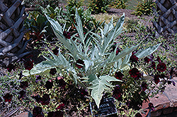 Gigante Cardoon (Cynara cardunculus 'Gigante') at Lakeshore Garden Centres
