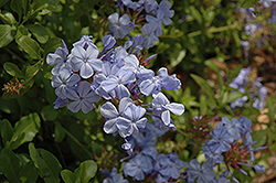 Cape Plumbago (Plumbago auriculata) at Lakeshore Garden Centres