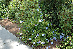 Cape Plumbago (Plumbago auriculata) at Lakeshore Garden Centres