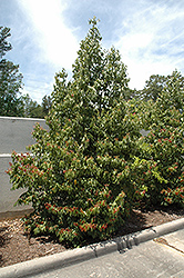 Japanese Cinnamon (Cinnamomum japonicum) at Lakeshore Garden Centres